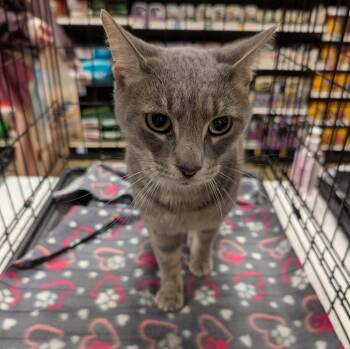 Domestic Short Hair Cats Available for Adoption in Cincinnati, Ohio - Grey Ash | PetCurious