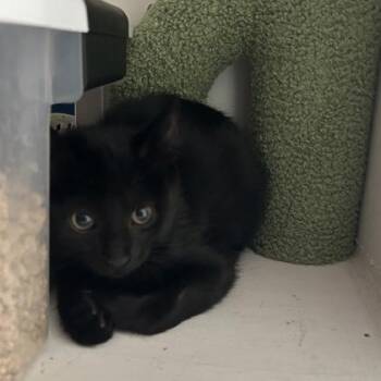 Kirk -  Domestic Short Hair Cat for Adoption in Janesville, Wisconsin - Kirk | PetCurious