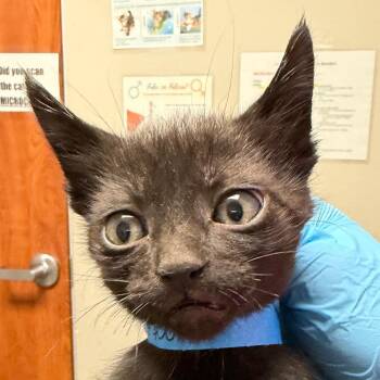 Domestic Short Hair Cats Available for Adoption in Yuma, Arizona - Oil | PetCurious