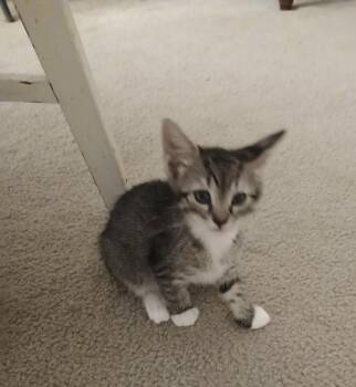 Saffron -  Domestic Short Hair Cat for Adoption in Wilmington, North Carolina - Saffron | PetCurious