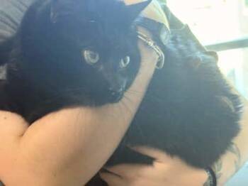 Saint Whiskers -  Domestic Short Hair Cat for Adoption in Memphis, Tennessee - Saint Whiskers | PetCurious