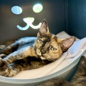 HADDOCK -  Domestic Short Hair Cat for Adoption in Leesburg, Virginia - HADDOCK | PetCurious