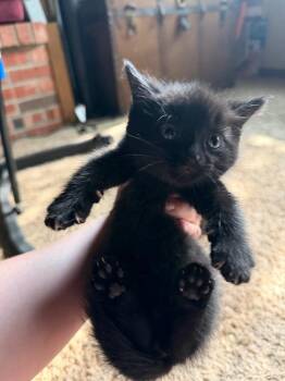 Eldora -  Domestic Short Hair Cat for Adoption in Hartford City, Indiana - Eldora | PetCurious