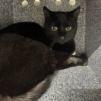 Domestic Short Hair Cats Available for Adoption - Juanito | PetCurious