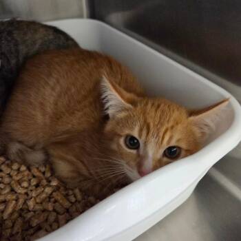 Cheddar (Barn home) -  Domestic Short Hair Cat for Adoption in Spokane, Washington - Cheddar (Barn Home) | PetCurious