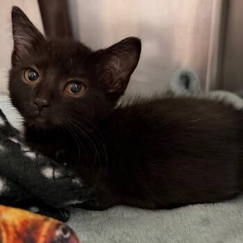 Enzo -  Domestic Short Hair Cat for Adoption in Middlebury, Vermont - Enzo | PetCurious