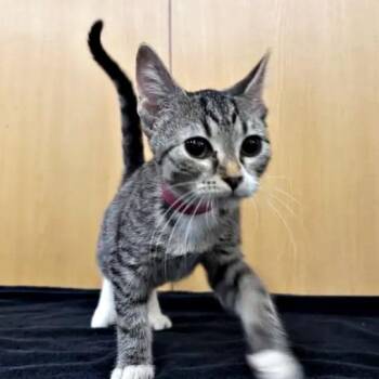 Suki -  Domestic Short Hair Cat for Adoption in Brentwood, Missouri - Suki | PetCurious