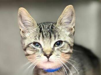 Micah -  Domestic Short Hair Cat for Adoption in Portland, Oregon - Micah | PetCurious