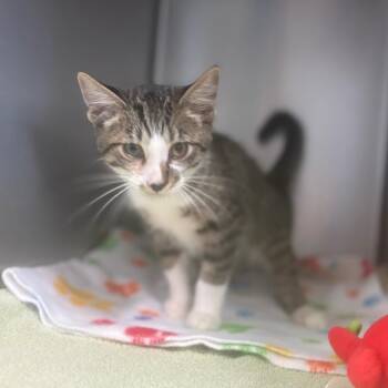 Theodore -  Domestic Short Hair Cat for Adoption - Theodore | PetCurious