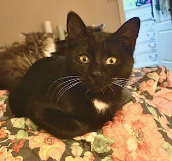 Rescue Domestic Short Hair Cats for Adoption in Chandler, Arizona - Tipper | PetCurious