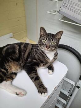 Domestic Short Hair Cats Available for Adoption - Roni | PetCurious