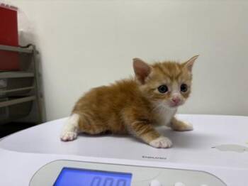 Domestic Short Hair Cats Available for Adoption in Kansas City, Missouri - Cayenne | PetCurious