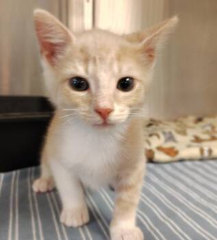 Putty -  Domestic Short Hair Cat for Adoption in Indiana, Pennsylvania - Putty | PetCurious