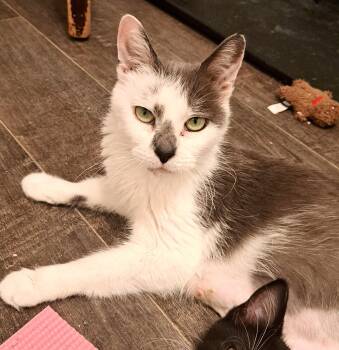 Florence (Flo) -  Domestic Short Hair Cat for Adoption in Buffalo, New York - Florence (Flo) | PetCurious