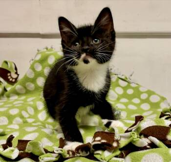 Scone -  Tuxedo Cat for Adoption in River Edge, New Jersey - Scone | PetCurious