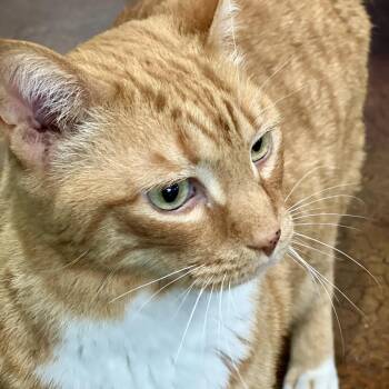 Charlie -  Domestic Short Hair Cat Available for Adoption in Aldie, Virginia - Charlie | PetCurious