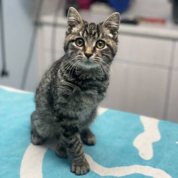 Rescue Domestic Short Hair Cats for Adoption in Riverside, California - King Julian | PetCurious