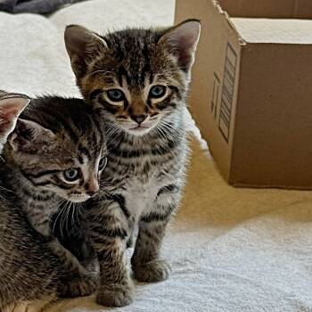 Rescue Domestic Short Hair Cats for Adoption in Calgary, Alberta - Ghidorah | PetCurious