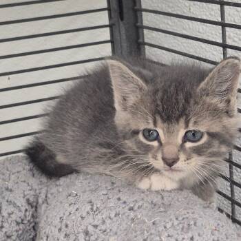 Domestic Short Hair Cats Available for Adoption in Kingman, Kansas - Seek | PetCurious