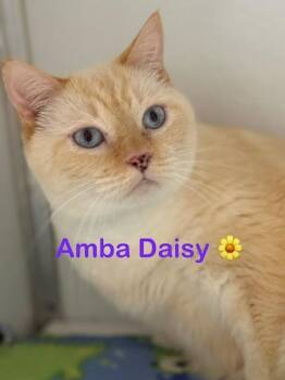 AMBA (Daisy) -  Domestic Short Hair Cat for Adoption in New Bern, North Carolina - AMBA (Daisy) | PetCurious