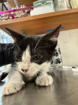 Domestic Short Hair Cats Available for Adoption in Largo, Florida - Oreo- Red | PetCurious