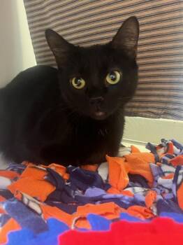 Rescue Domestic Short Hair Cats for Adoption in Manassas, Virginia - Bella (ID 48186/2905) | PetCurious
