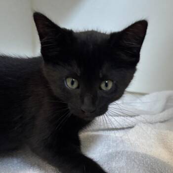 Jake -  Domestic Long Hair Cat for Adoption in Naperville, Illinois - Jake | PetCurious