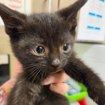 Robin -  Domestic Short Hair Cat for Adoption in Asheville, North Carolina - Robin | PetCurious