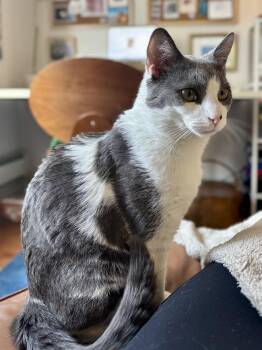 American Shorthair Cats Available for Adoption in New York, New York - Moe G | PetCurious