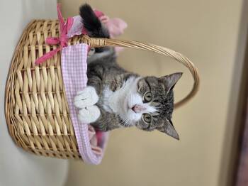 Rescue Domestic Short Hair Cats for Adoption in Park Rapids, Minnesota - Flora | PetCurious