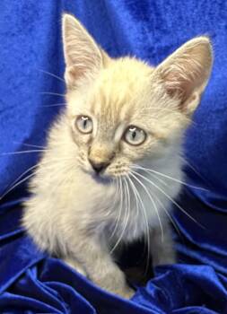Dalo -  Siamese Cat for Adoption in San Diego, California - Dalo | PetCurious