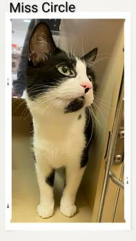 Domestic Short Hair Cats Available for Adoption - Miss Circle | PetCurious