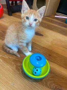 Calypso -  Domestic Short Hair Cat for Adoption in Shawnee, Oklahoma - Calypso | PetCurious
