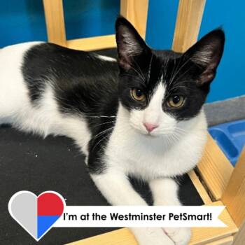 Melvin -  Domestic Short Hair Cat for Adoption in Fort Collins, Colorado - Melvin | PetCurious