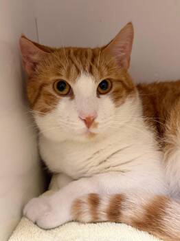 Rescue Domestic Short Hair Cats for Adoption in Norwalk, Connecticut - Mickey | PetCurious