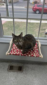 Domestic Short Hair Cats Available for Adoption - Babygirl  | PetCurious