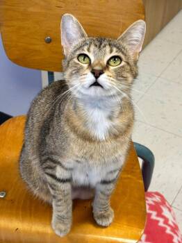 Dewdrop -  Domestic Short Hair Cat Available for Adoption in Effingham, Illinois - Dewdrop | PetCurious