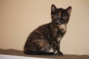 Rescue Tortoiseshell Cats for Adoption in Beach Park, Illinois - Sydney | PetCurious