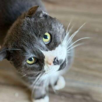 Slightly -  Domestic Short Hair Cat for Adoption in Montclair, New Jersey - Slightly | PetCurious