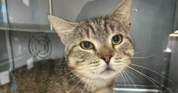 Charlie Brown -  Domestic Short Hair Cat for Adoption in Dayton, Minnesota - Charlie Brown | PetCurious