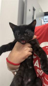 Dominic -  Domestic Short Hair Cat for Adoption in West Chester, Pennsylvania - Dominic | PetCurious