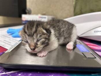 Domestic Short Hair Cats Available for Adoption in Riverside, California - FREDDY | PetCurious