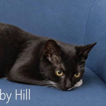 Bobby Hill -  Domestic Short Hair Cat for Adoption in Slidell, Louisiana - Bobby Hill | PetCurious