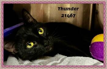 THUNDER -  Domestic Short Hair and Bombay Cat for Adoption in Marietta, Georgia - THUNDER | PetCurious