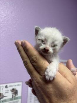 61256936 -  Siamese Cat for Adoption in El Paso, Texas - 61256936 | PetCurious