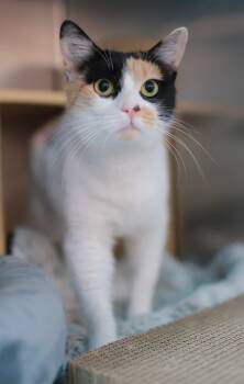 Rescue Calico Cats for Adoption in Trenton, New Jersey - Paisley | PetCurious