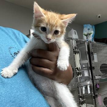 Queso -  Domestic Short Hair Cat for Adoption in Starkville, Mississippi - Queso | PetCurious