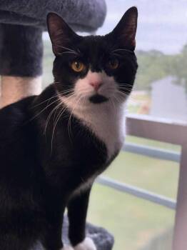 Rescue Domestic Short Hair Cats for Adoption in Harpers Ferry, West Virginia - Socks | PetCurious
