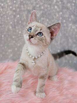 Claudia -  Siamese Cat for Adoption in Pasadena, Texas - Claudia | PetCurious