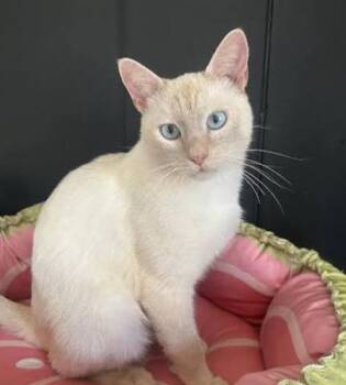 Salmon - Flame point Siamese -  Siamese Cat for Adoption in Muskego, Wisconsin - Salmon - Flame Point Siamese | PetCurious